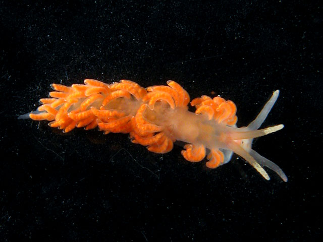 Phyllodesmium sp